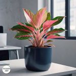 Pink Aglaonema