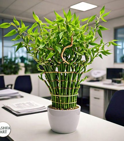 Lucky bamboo plant