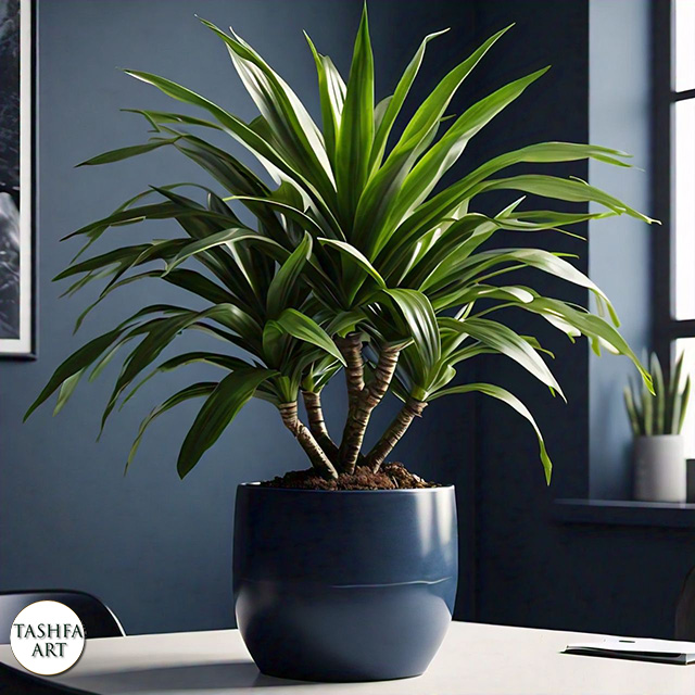 Green Dracaena plant