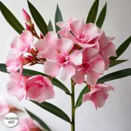 Oleander plant