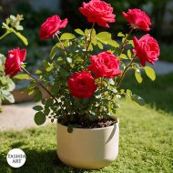 Red rose plant