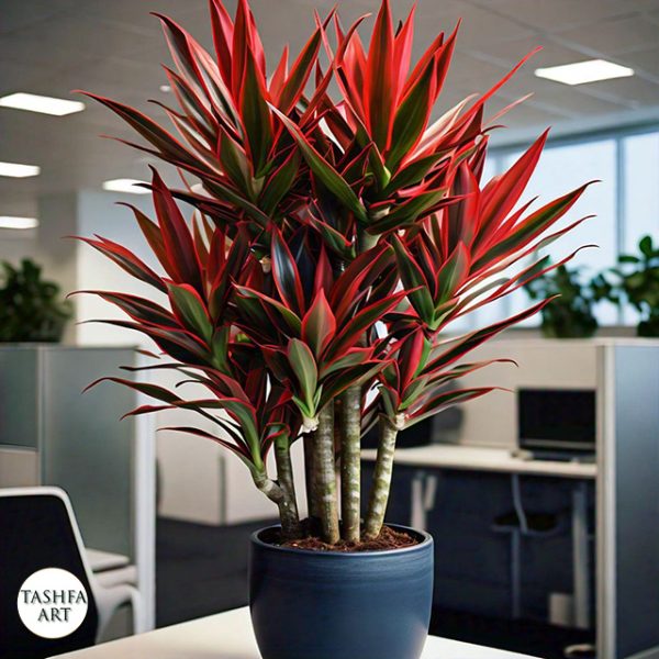 Pink dracaena